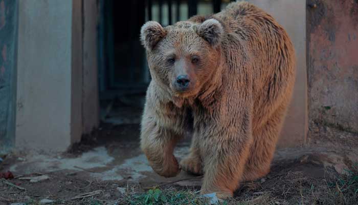 Islamabad Zoo closed after Himalayan bears Bubloo, Suzie flown to Jordan