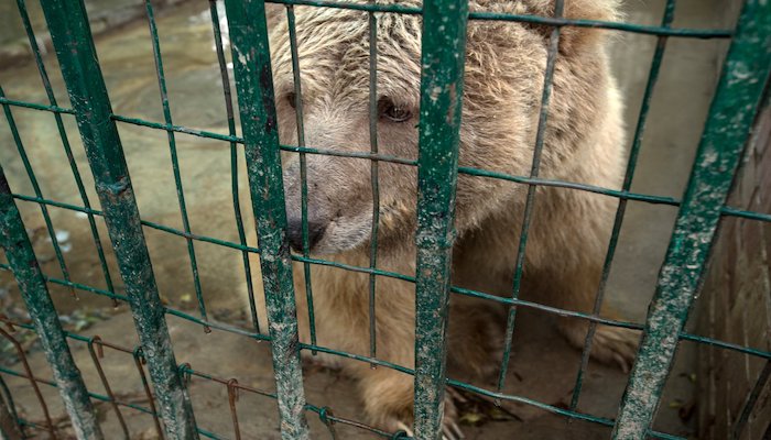 After Kaavan, Himalayan bears also rescued from Islamabad Zoo