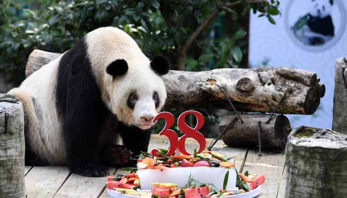 Watch: World's oldest panda Xin Xing dies in China