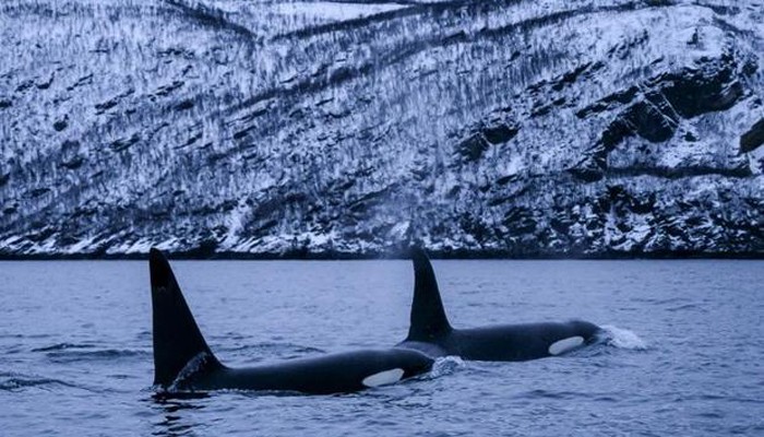 WATCH: Pod of ten whales wash up on UK beach - Vimarsana News