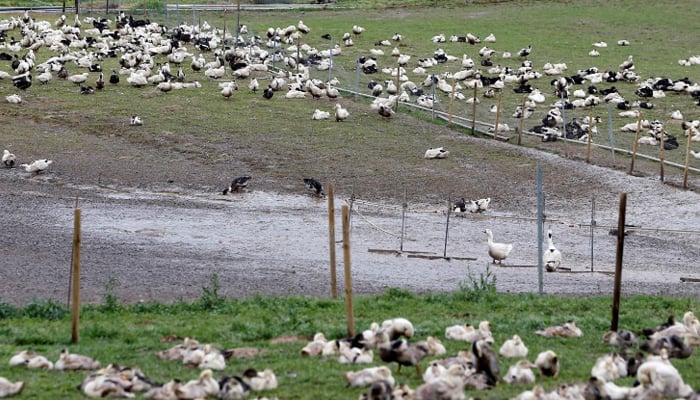 France to cull 600,000 poultry to stem bird flu