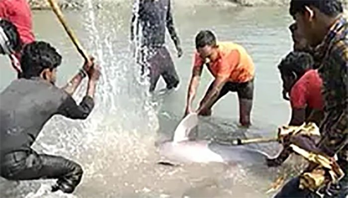 Mob kills rare Gangetic dolphin after brutally beating it with sticks in India