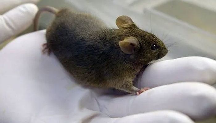 German researchers make paralysed mice walk again