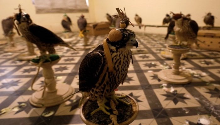 I am 11. I have petitioned an Islamabad court to ban falcon poaching in Pakistan