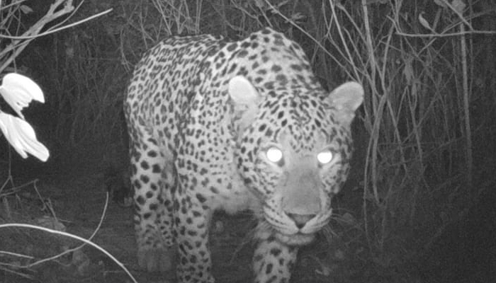 Islamabad: Hidden cameras catch 5 leopards roaming in Margalla Hills