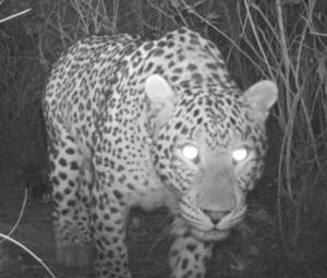 Islamabad: Hidden cameras catch 5 leopards roaming in Margalla Hills