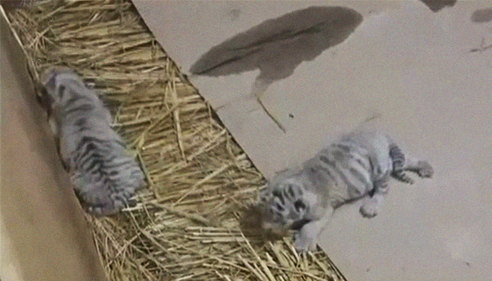 Two white tiger cubs die at Lahore Zoo in latest case of animal neglect
