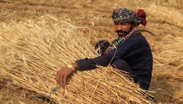 Wheat prices set by government invite exploitation, say Sindh farmers