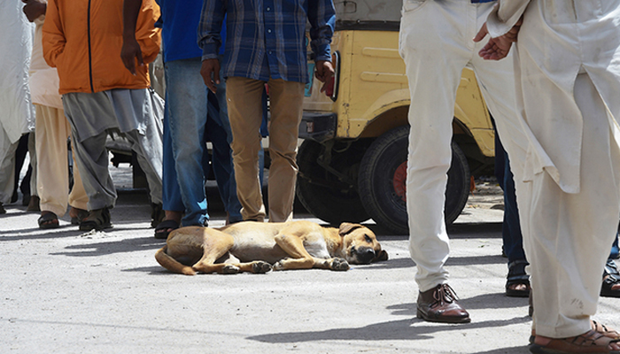 MPAs to be suspended if dog-bite incidents take place in their areas, rules SHC