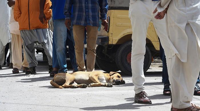 MPAs to be suspended if dog-bite incidents take place in their areas, rules SHC