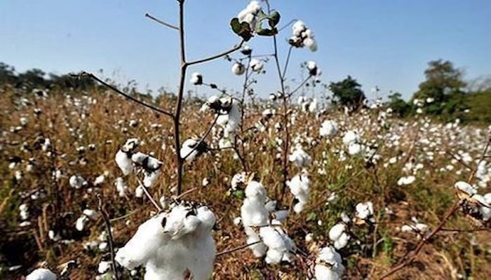 Pakistan cotton prices peak to 11-year high