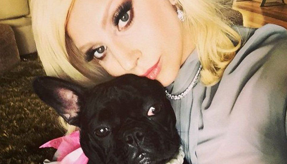 Lady Gaga's dog walker shot as two of her pets stolen