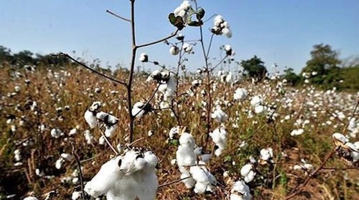 Pakistan cotton prices peak to 11-year high