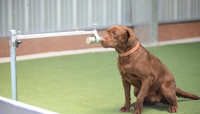 Thai sniffer dogs 95% effective in detecting coronavirus from human sweat: research