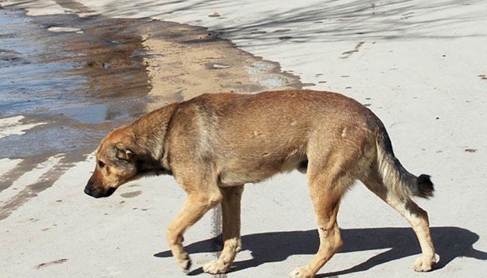 PTI lawmaker calls for 'grand operation' against stray dogs in Karachi