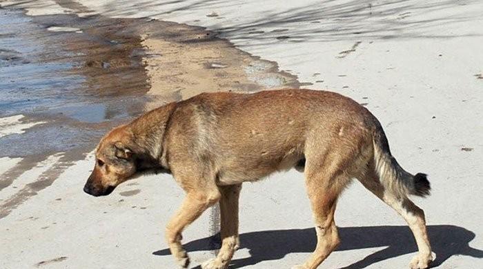 PTI lawmaker calls for 'grand operation' against stray dogs in Karachi