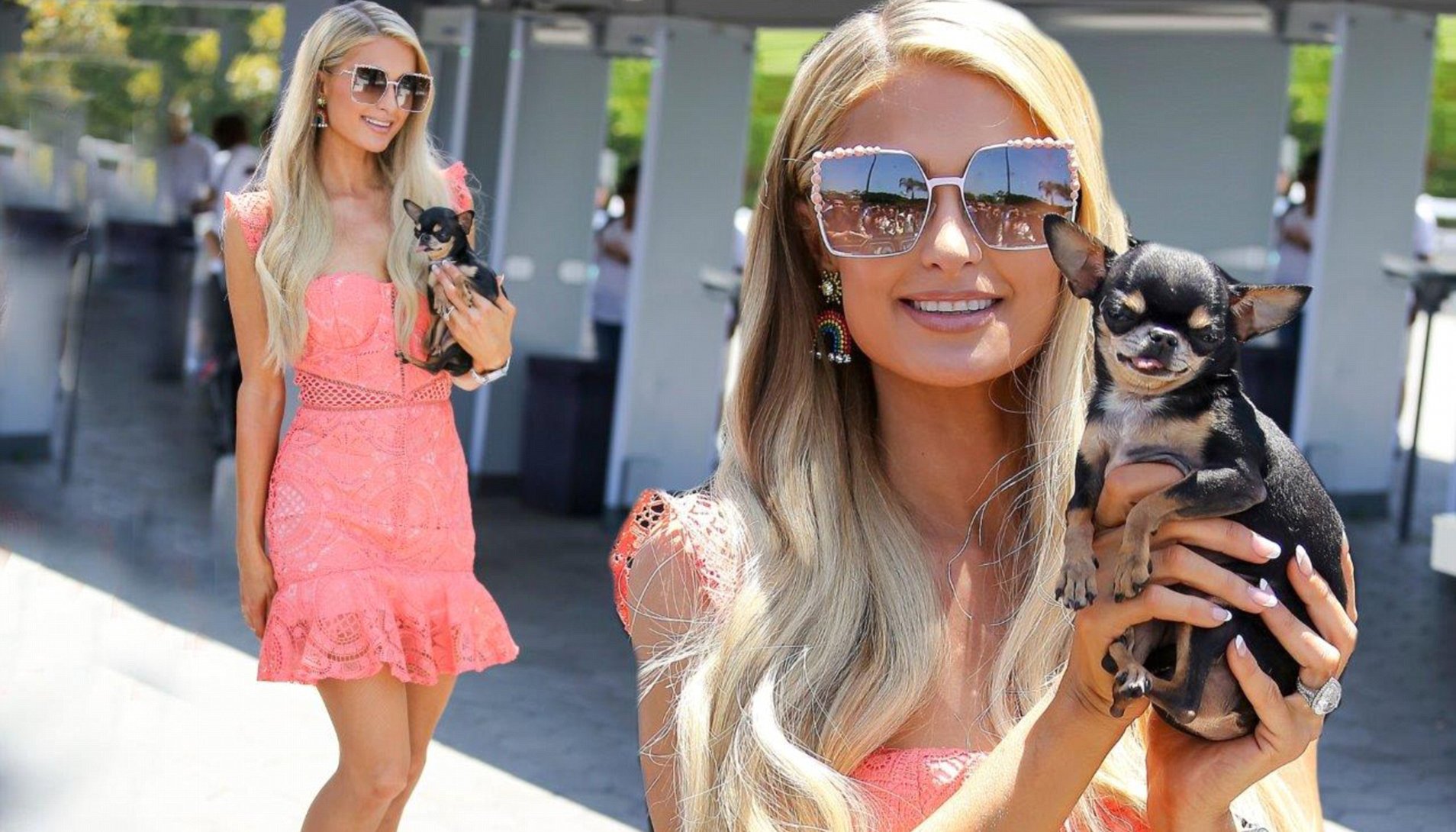 Paris hilton hot sale chiwawa