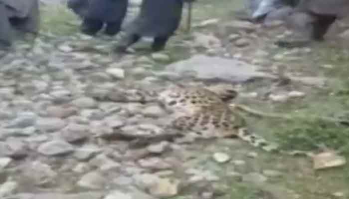 Video: Abbottabad villagers kill leopard after it injures man
