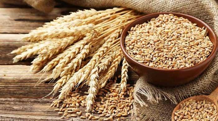 Wheat production to hit new record this year in Pakistan