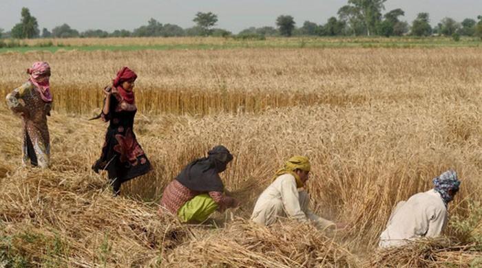 Sindh farmers forced to sell wheat harvests to middlemen at lower rates as govt delays procurement
