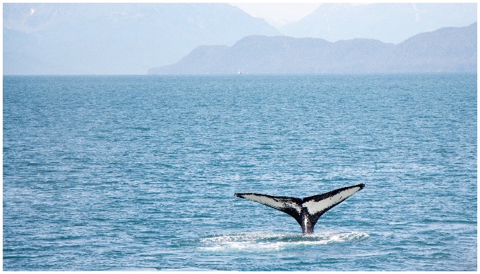 Endangered blue whale washes up on beach in Namibia