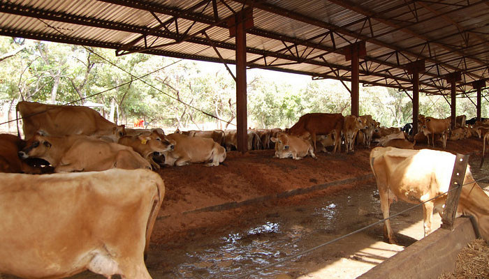 Robbers steal over 100 animals from Karachi cattle farm, FIR lodged - Vimarsana News