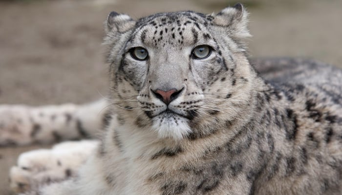 Snow leopard kills over 50 cattle in Hunza