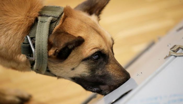 Trained on smelly socks, bio-detection dogs sniff out coronavirus