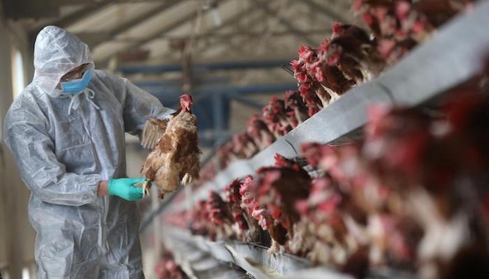 China reports world's first human case of H10N3 bird flu