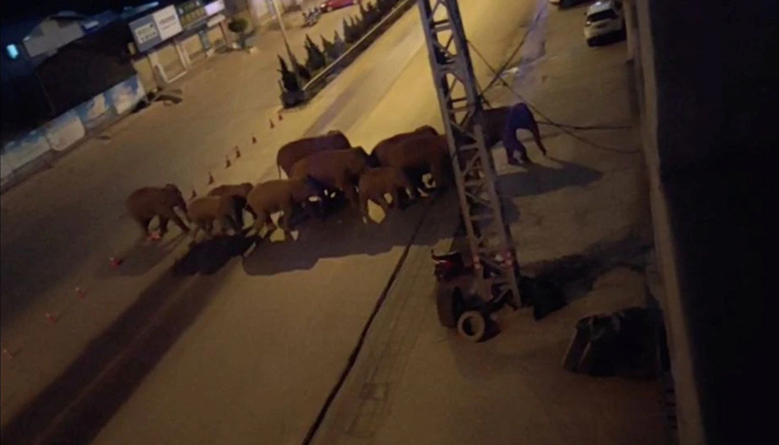 Several wild elephants walk to Chinese city after 500km journey