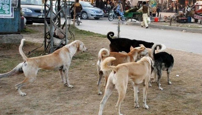 SHC seeks details of vaccinated stray dogs in Sindh amid increasing dog-bite cases