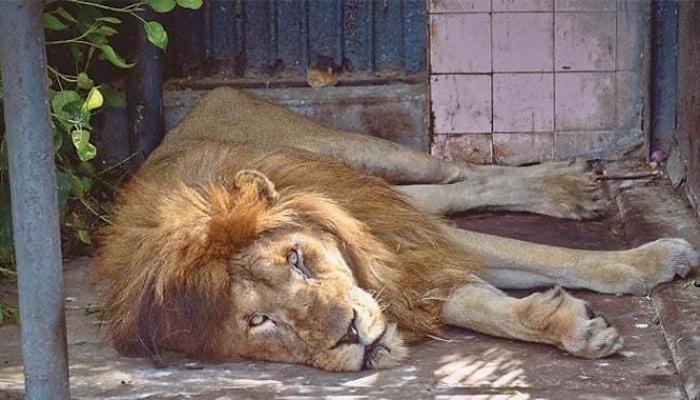 Another lion dies at Karachi Zoo of 'old age'