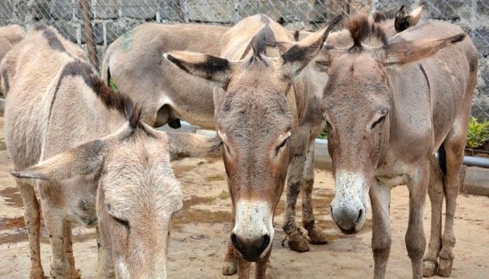 Pakistan sees increase of donkeys by 100,000 within a year