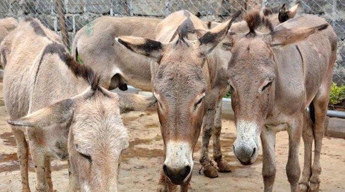 Pakistan sees increase of donkeys by 100,000 within a year
