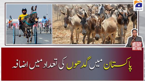 پاکستان میں گدھوں کی تعداد میں اضافہ