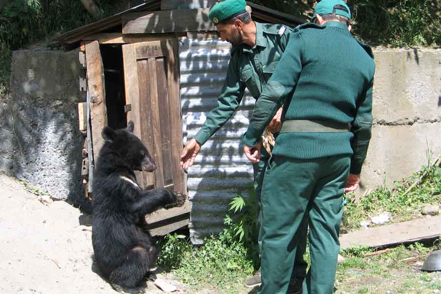 Wildlife watchers, feed one of two Asian black bears, rescued a year ago near the Line of Control (LoC), at the Wildlife and Fisheries department in a Dawarian village in Neelum Valley, Azad Jammu and Kashmir, June 12, 2021. — Reuters/Abu Arqam Naqash