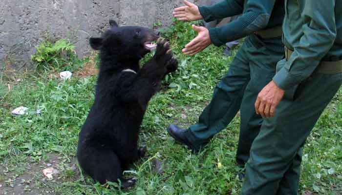 Wildlife watchers, play with one of two Asian black bears, rescued a year ago near the Line of Control (LoC), at the Wildlife and Fisheries department in a Dawarian village in Neelum Valley, Azad Jammu and Kashmir, June 12, 2021. — Reuters/Abu Arqam Naqash