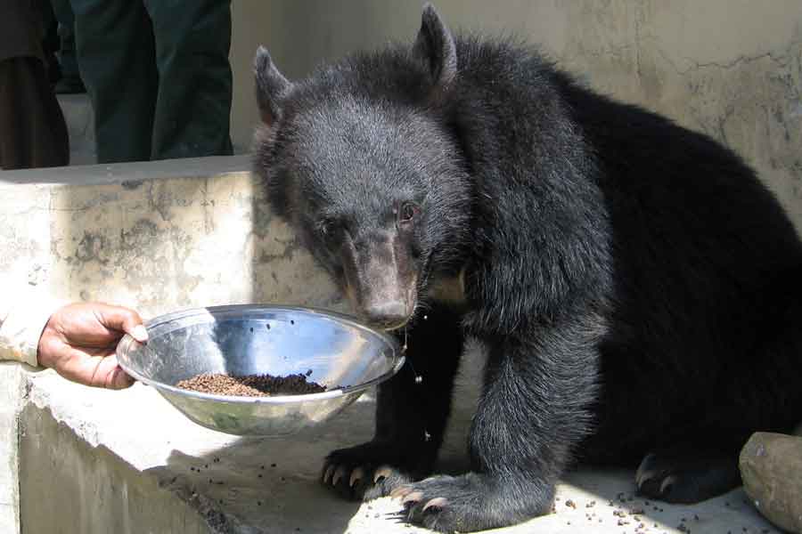 A man, feeds one of two Asian black bears, rescued a year ago near the Line of Control (LoC), at the Wildlife and Fisheries department in a Dawarian village in Neelum Valley, Azad Jammu and Kashmir, June 12, 2021. — Reuters/Abu Arqam Naqash