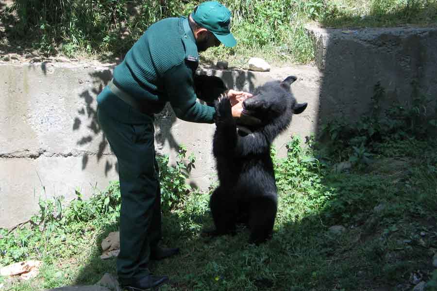 A wildlife watcher takes care of one of two Asian black bears, rescued a year ago near the Line of Control (LoC), at the Wildlife and Fisheries department in a Dawarian village in Neelum Valley, Azad Jammu and Kashmir, June 12, 2021. — Reuters/Abu Arqam Naqash