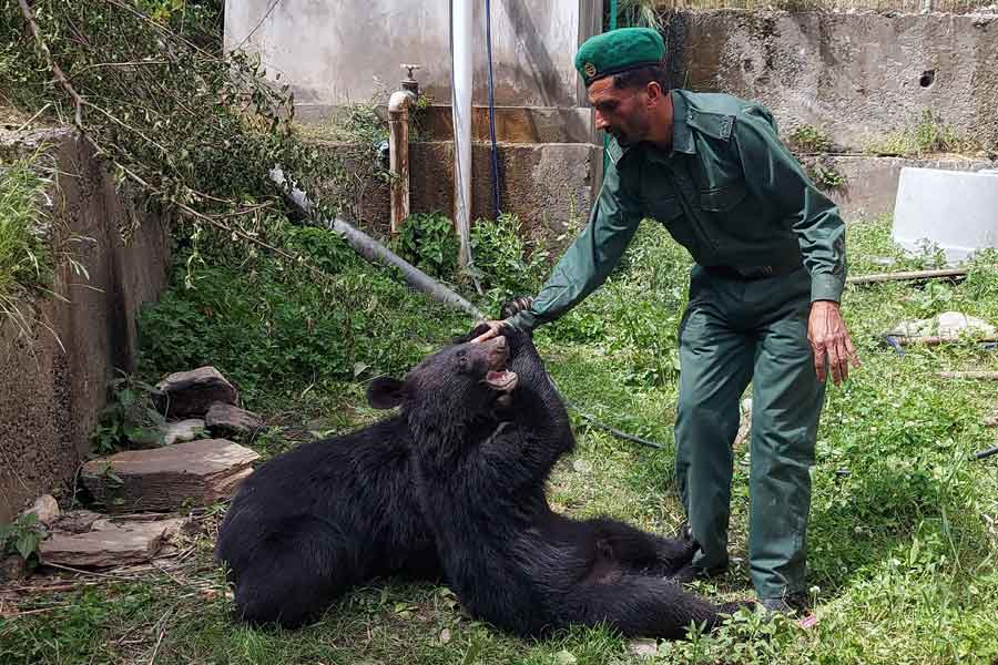 Sher Wali, a wildlife watcher, plays with a pair of Asian black bears, rescued a year ago near the Line of Control (LoC), at the Wildlife and Fisheries department in a Dawarian village in Neelum Valley, Azad Jammu and Kashmir, June 12, 2021. — Reuters/Abu Arqam Naqash