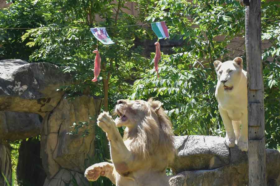 Boy, a five-year-old white lion, lunges at a piece of meat hanging under the flag of Wales, instead of the piece under Italys flag, set up to see the big cat predict the outcome of Euro 2020 matches at Khon Kaen Zoo in Khon Kaen in northeast Thailand on June 18, 2021. — AFP/Kampol Duangchin