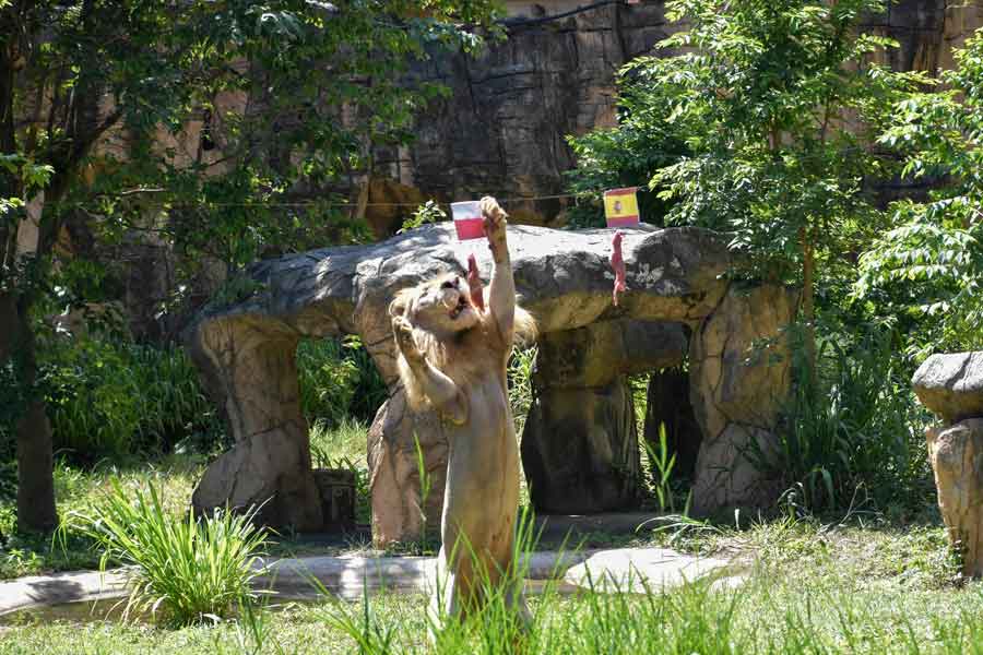 Boy, a five-year-old white lion, lunges at a piece of meat hanging under the flag of Poland, instead of the piece under Spain´s flag, set up to see the big cat predict the outcome of Euro 2020 matches at Khon Kaen Zoo in Khon Kaen in northeast Thailand on June 18, 2021. — AFP/Kampol Duangchin