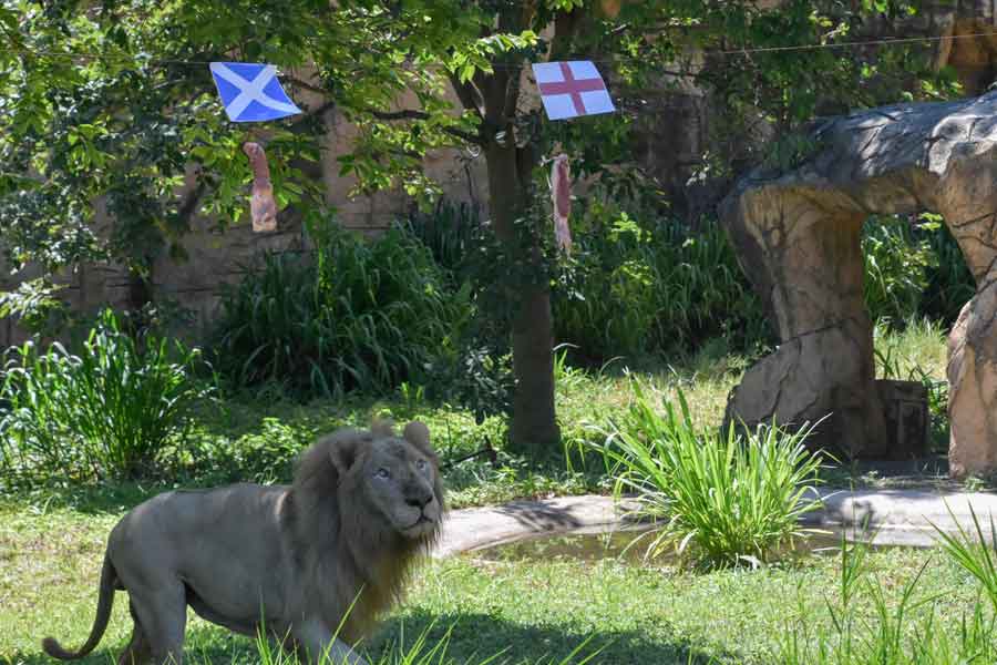 Boy, a five-year-old white lion, looks at pieces of meat hanging under the flags of Scotland (top L) and England, set up to see the big cat predict the outcome of Euro 2020 matches at Khon Kaen Zoo in Khon Kaen in northeast Thailand on June 18, 2021. — AFP/Kampol Duangchin