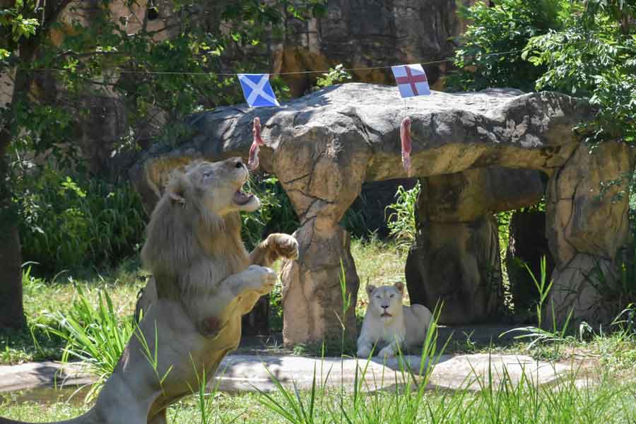 Boy (L), a five-year-old white lion, lunges at a piece of meat hanging under the flag of Scotland, instead of the piece under the England flag, set up to see the big cat predict the outcome of Euro 2020 matches at Khon Kaen Zoo in Khon Kaen in northeast Thailand on June 18, 2021. —AFP/Kampol Duangchin