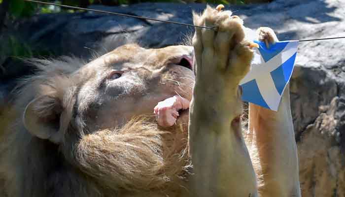 Boy, a five-year-old white lion, eats a piece of meat hanging under the flag of Scotland, set up to see the big cat predict the outcome of Euro 2020 matches at Khon Kaen Zoo in Khon Kaen in northeast Thailand on June 18, 2021. — AFP/Kampol Duangchin