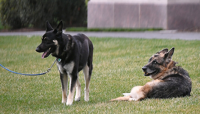 U.S. President Joe Bidens dogs Champ and Major are seen on the South Lawn of the White House in Washington, DC, US, March 31, 2021. — Reuters/File