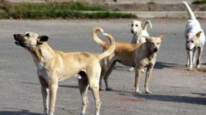 Rawalpindi: More than 400 citizens bitten by stray dogs within a month