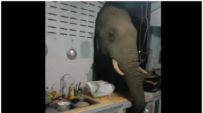 WATCH: Elephant rummages through Thai family's kitchen at night