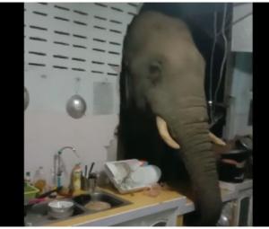 WATCH: Elephant rummages through Thai family's kitchen at night