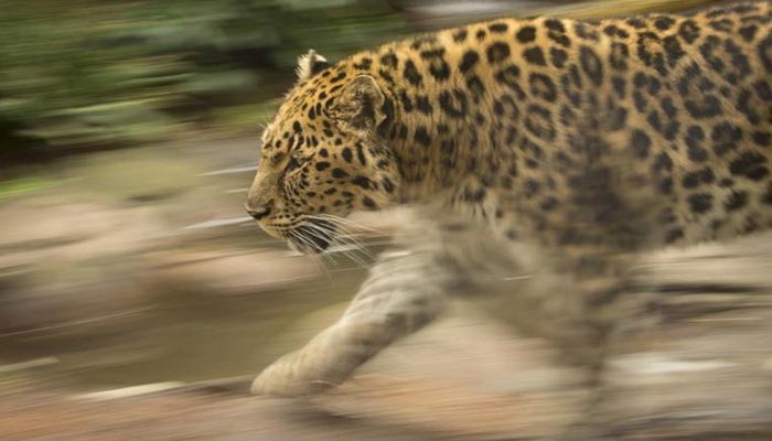 An endangered Amur leopard, which was euthanized due to kidney disease and old age, is seen at the Oregon Zoo in an undated handout photo provided by the zoo. — Reuters/File